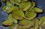 Kariba-weed <BR>Giant salvinia